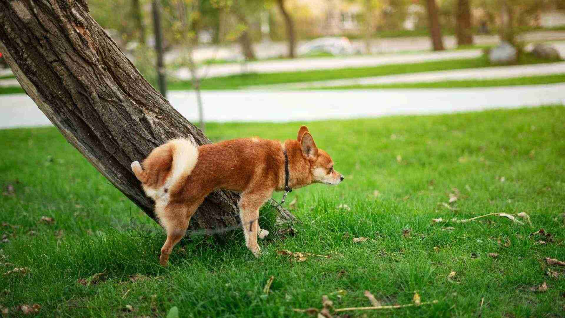 infección de orina en perros síntomas